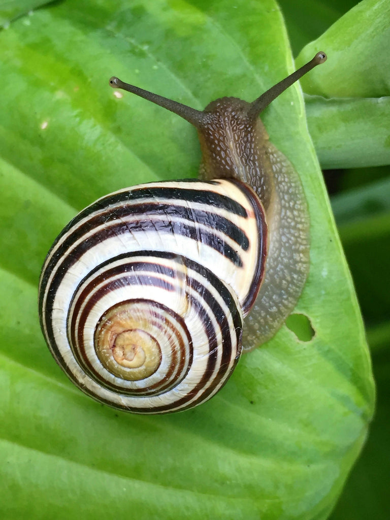 snail on a green leaf